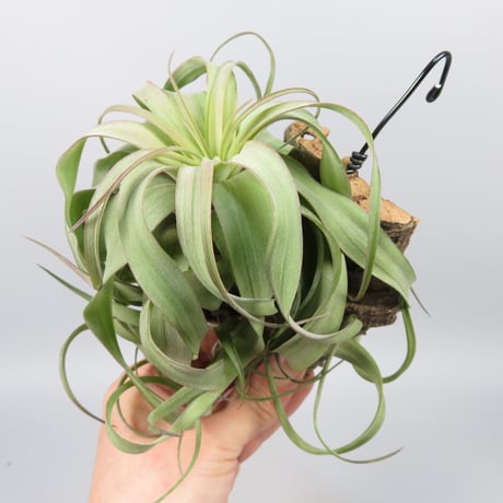 Tillandsia 'Eric Knobloch'