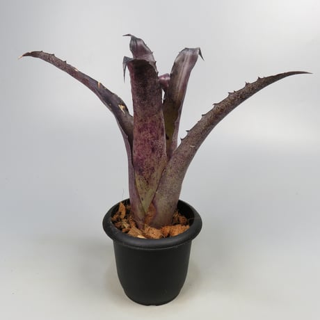 Hohenbergia leopoldo-horstii Hawaii form