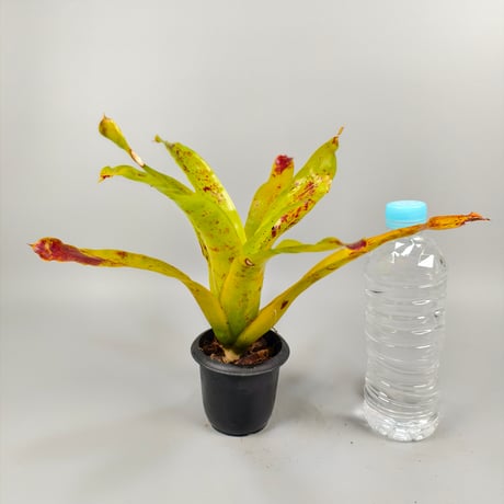Neoregelia kautskyi