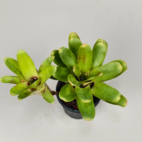 Neoregelia Wild Tiger x Chiquita Linda