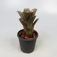 Neoregelia punctatissima rubra WBC BSI ex SN