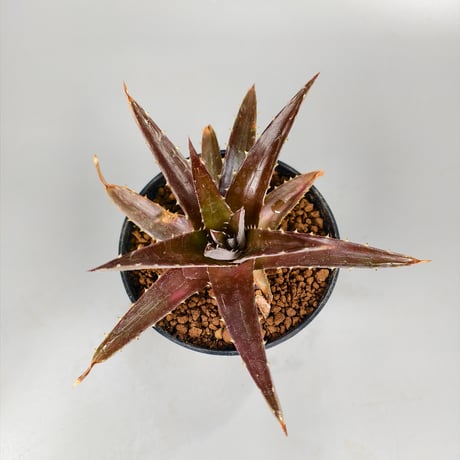Dyckia platyphylla (Ex Red) ex SN