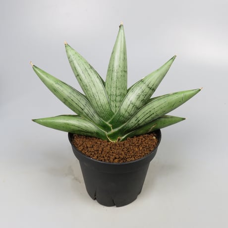 Sansevieria Milky way from Yoky plant