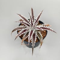 Dyckia Photon ((Sawfish x Zinfandel #8) x Heaven and Hell) (PSA01)