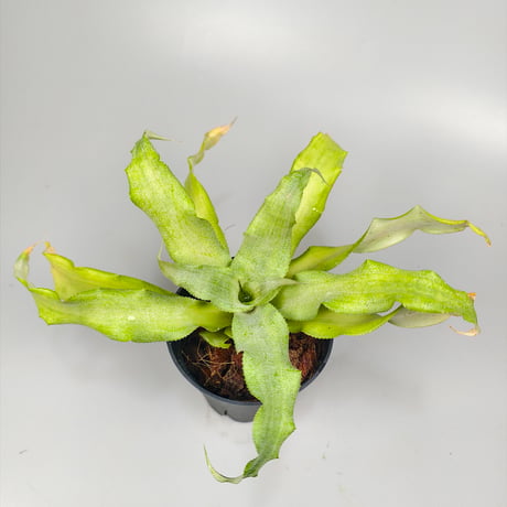 Cryptanthus 'Key Lime Pie' Bromeliad Cultivar Register (1750)