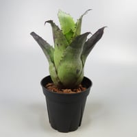 Hohenbergia leopoldo-horstii Black form