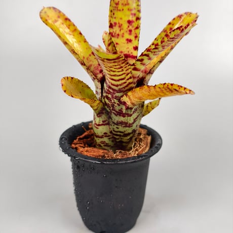 Neoregelia punctatissima Yellow x Palmers  Panlop Rungrussami Hybrid