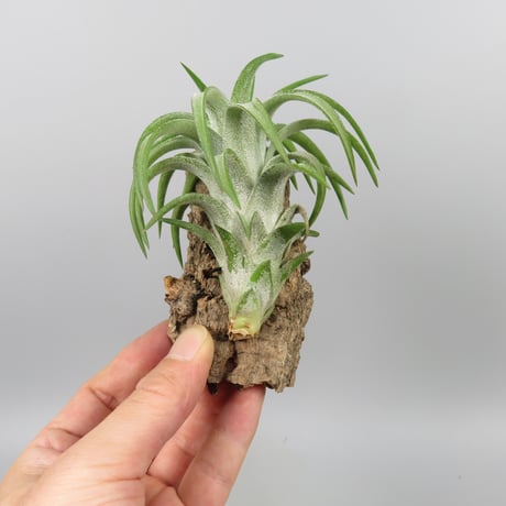 Tillandsia ionantha var. vanhyningii 'Green Dragon'