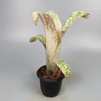 Billbergia 'Poquito Mas' (BCR1055)