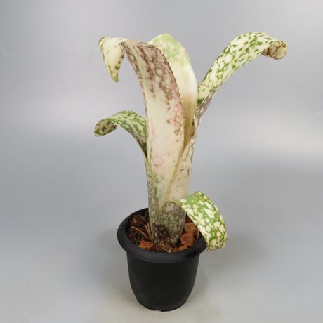 Billbergia 'Poquito Mas' (BCR1055)