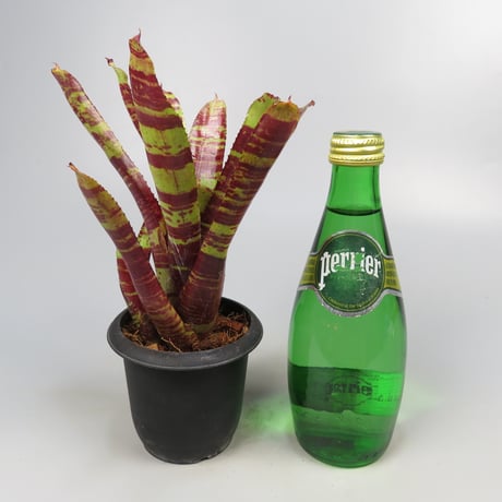 Neoregelia 'Conga Fury'