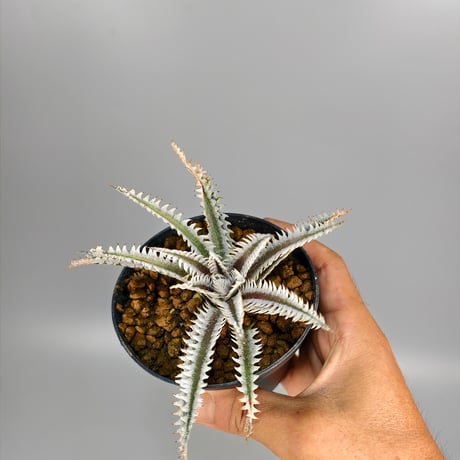 Dyckia (Taiyo x Prominence)x(Nagas x Samurai) Sueb Hybrid