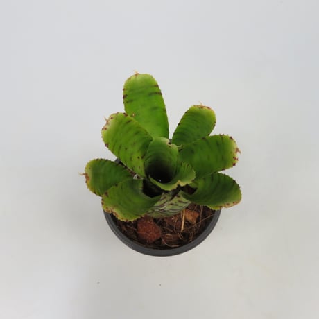 Neoregelia punctatissima Yellow form