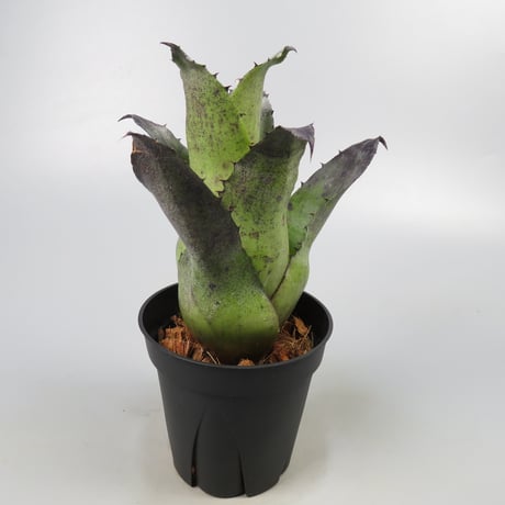 Hohenbergia leopoldo-horstii Black form