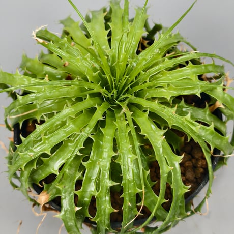 Encholirium horridum type MG Minas Gerais Brazil from Wild seed