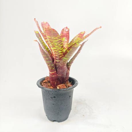 Neoregelia punctatissima 'Joao Marcio' x 'Alley Cat'