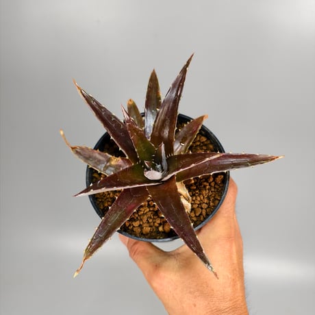 Dyckia platyphylla (Ex Red) ex SN