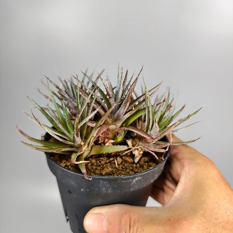 xDyckophytum Dyckia hedingii spineless x Orthophytum (Mutation)