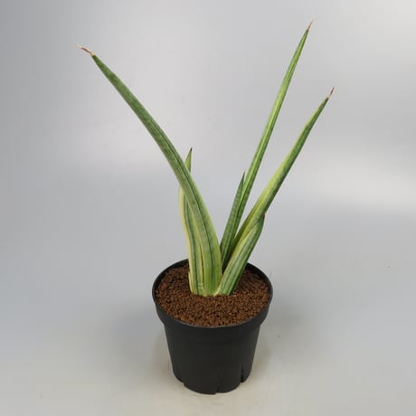 Sansevieria Royal Crown yellow variegated from Yoky plant