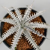 Dyckia ‘Trishūla’ Sueb Hybrid