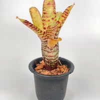 Neoregelia punctatissima Yellow x Palmers  Panlop Rungrussami Hybrid