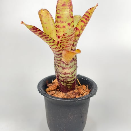 Neoregelia punctatissima Yellow x Palmers  Panlop Rungrussami Hybrid