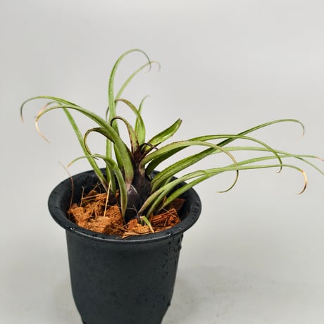 Aechmea recurvata Blackie