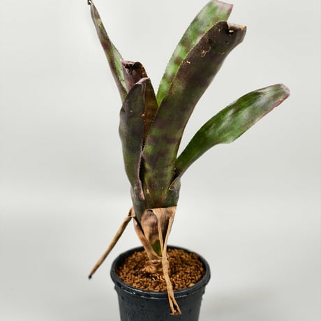 Canistrum seidelianum