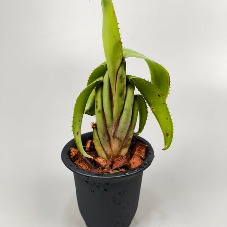 Aechmea brevicollis