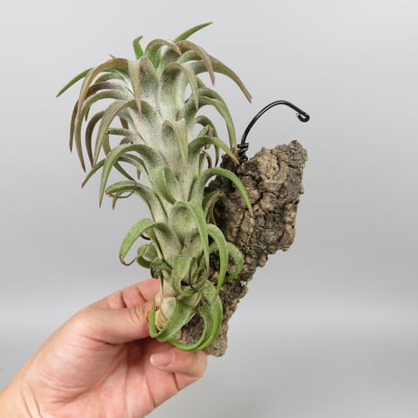 Tillandsia ionantha var. vanhyningii 'Red Dragon'