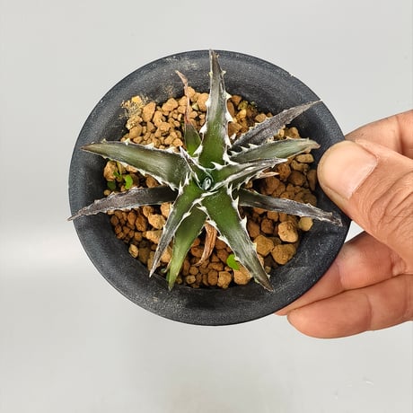 Dyckia Robinson