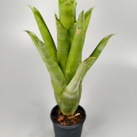Aechmea Charles Hodgson