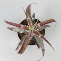 Orthophytum (Iron Ore x (Brittle Star x saxicola))