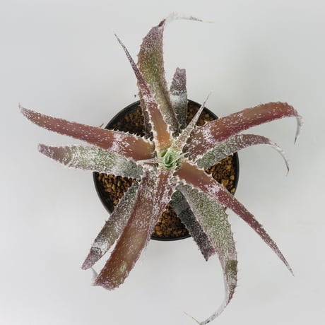 Orthophytum (Iron Ore x (Brittle Star x saxicola))