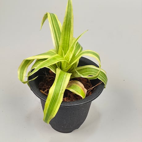 Vriesea ospinae 'Tricolor Variegata'