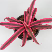Cryptanthus bivittatus 'Power Pink' ex WICHA
