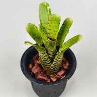 Neoregelia punctatissima Yellow