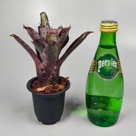 Neoregelia Ariel　Bromeliad Cultivar Register (2971)