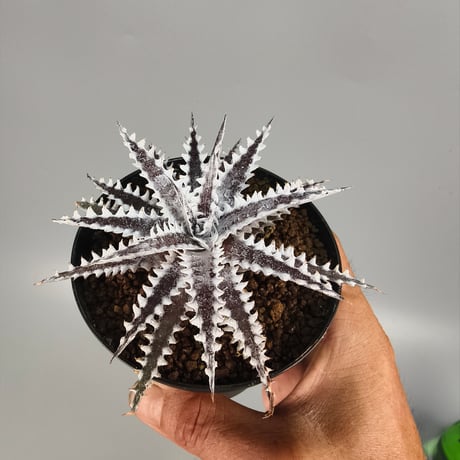 Dyckia 'Freddy's Wing' Otto Bromeliad Hybrid