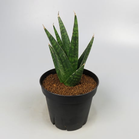 Sansevieria Manny pacquiao from Yoky plant