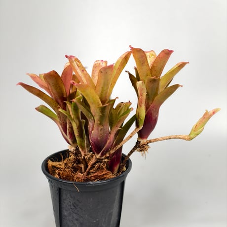 Neoregelia Chiquita Linda Bromeliad Cultivar Register (3598)