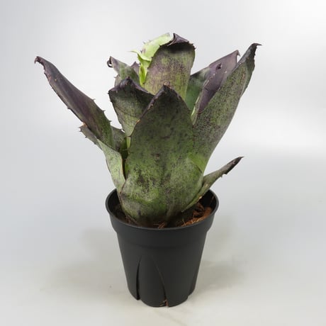 Hohenbergia leopoldo-horstii Black form