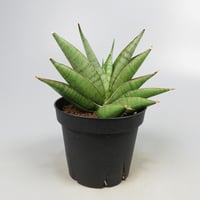 Sansevieria matsumoto castle from Yoky plant