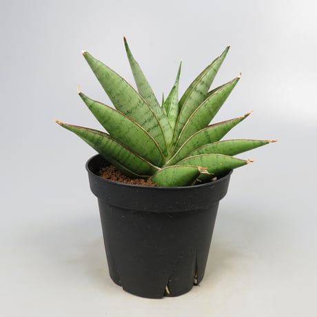 Sansevieria matsumoto castle from Yoky plant