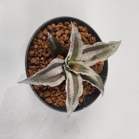 Cryptanthus 'Racing Stripes' Bromeliad Cultivar Register (1985)