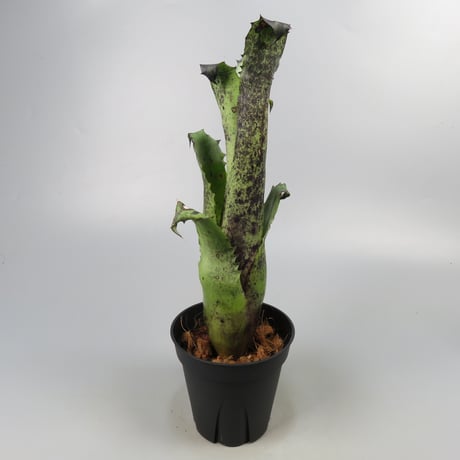 Hohenbergia magnispina ex Hermann Prinsler