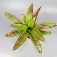 Neoregelia 'Amazing Grace' Bromeliad Cultivar Register (2897)