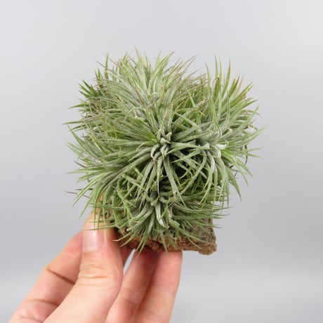 Tillandsia 'Pleiades' cv. of ionantha (Clump)