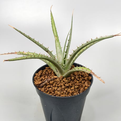 Dyckia sp excelsa ex Satith