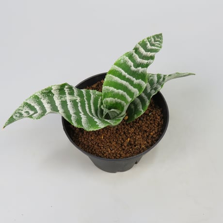 Cryptanthus 'Betty'